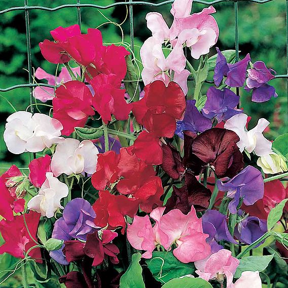 Sweet Pea Seeds - Spencer Special Mix