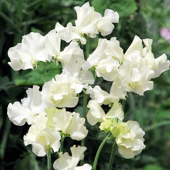 Sweet Pea 'Anne Gregg' - Seeds