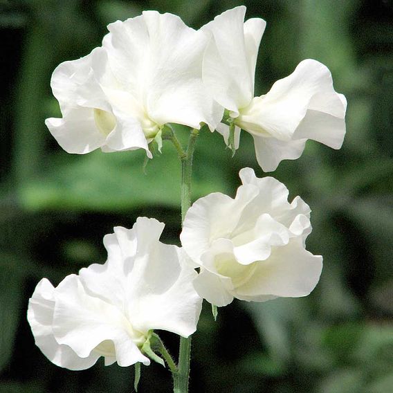 Sweet Pea 'Anne Gregg' - Seeds