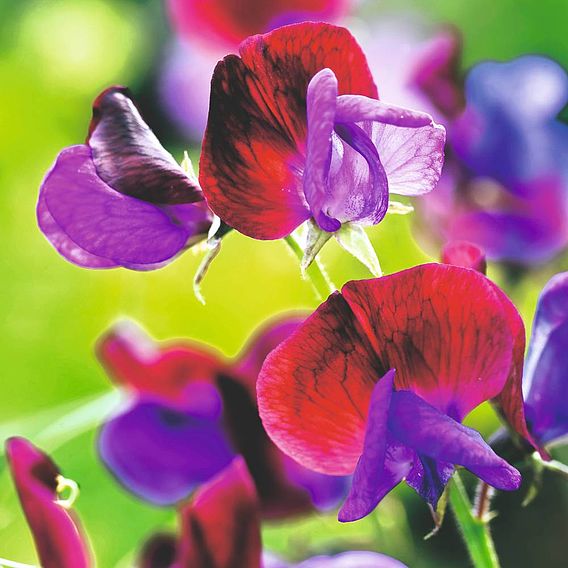 Sweet Pea Seeds - Cupani