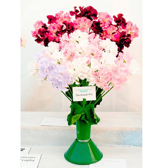 Sweet Pea 'Showbench Mix' - Seeds