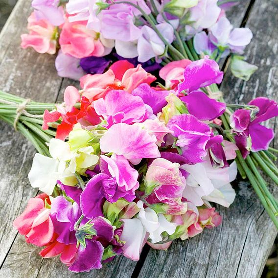 Sweet Pea 'Distant Horizons' - Seeds