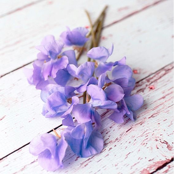 Sweet Pea 'Noel Sutton' - Seeds