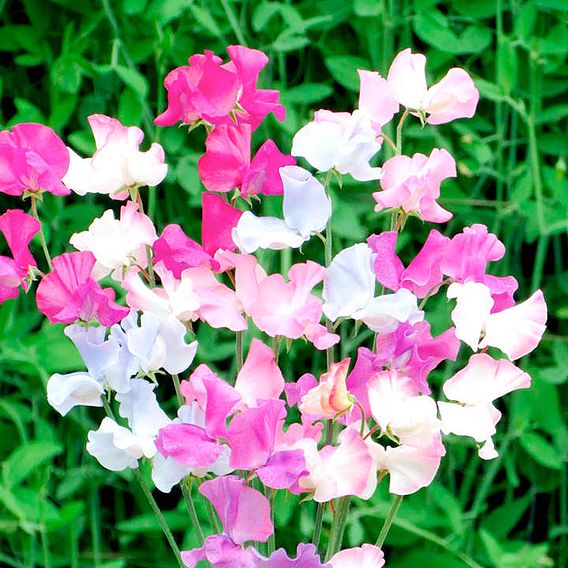 Sweet Pea Seeds - Amethyst & Orchids