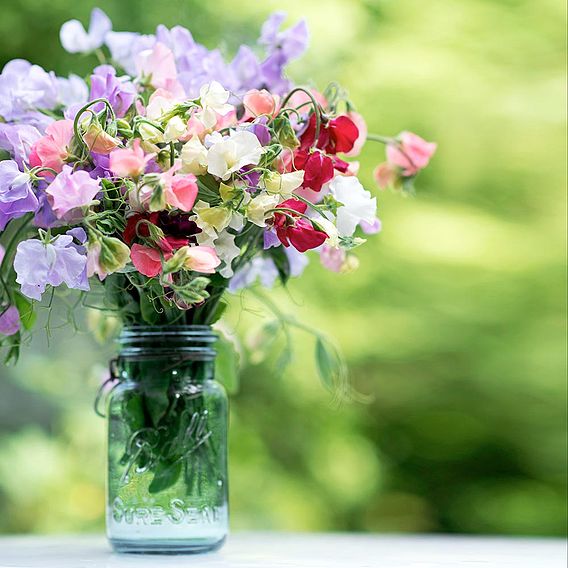 Sweet Pea 'Sublime Scent Mix' - Seeds