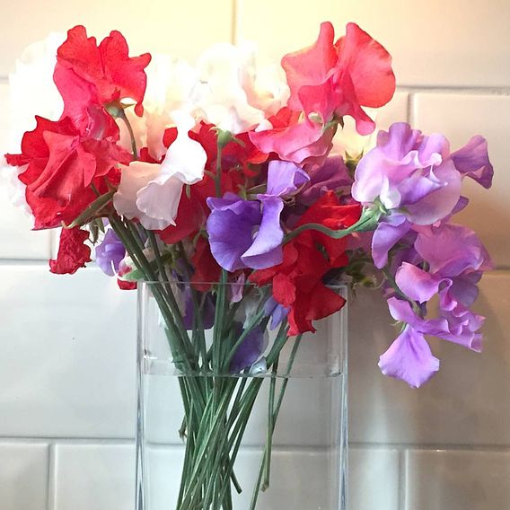 Sweet Pea 'Patriotic Mix' - Seeds