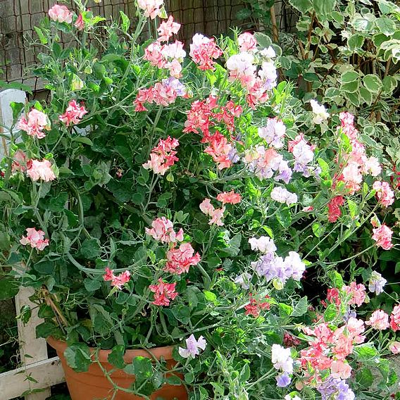 Sweet Pea 'Fragrant Tumbler' - Seeds