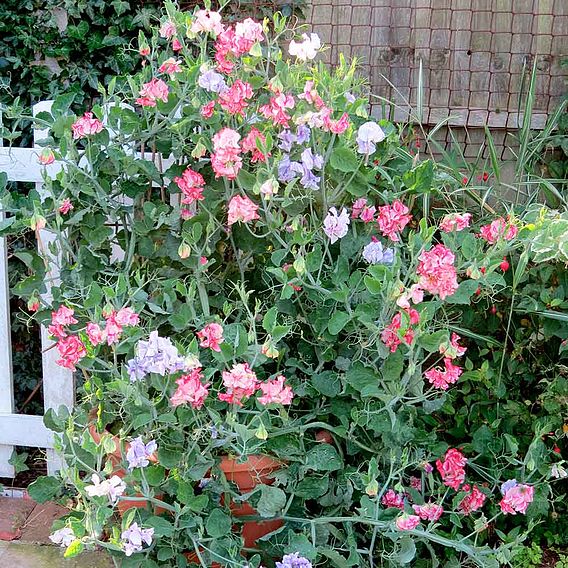 Sweet Pea 'Fragrant Tumbler' - Seeds