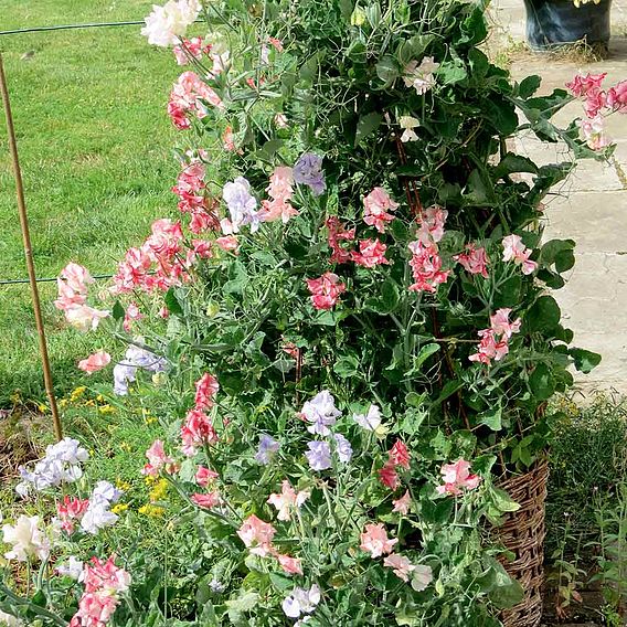 Sweet Pea 'Fragrant Tumbler' - Seeds