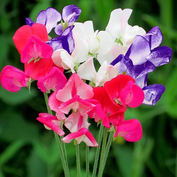 Sweet Pea 'Fragrant Boundary' - Seeds