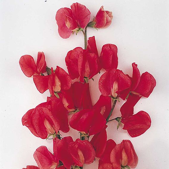 Sweet Pea 'Exhibitors Collection' - Seeds