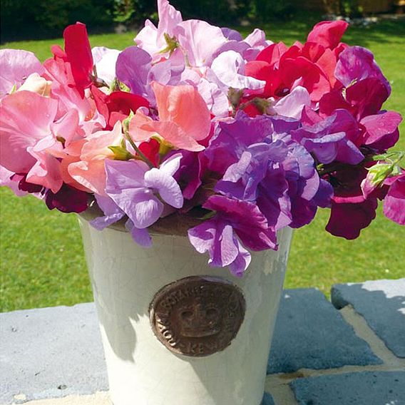 Sweet Pea 'Spencer Special Mix' - Seeds