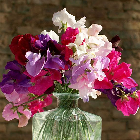 Sweet Pea 'Supersonic' - Seeds