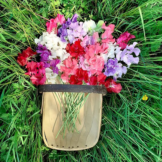 Sweet Pea 'Supersonic' - Seeds