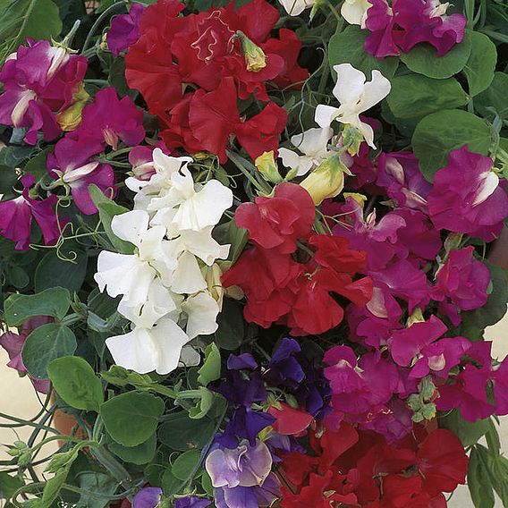 Sweet Pea 'Patio Mix' - Seeds