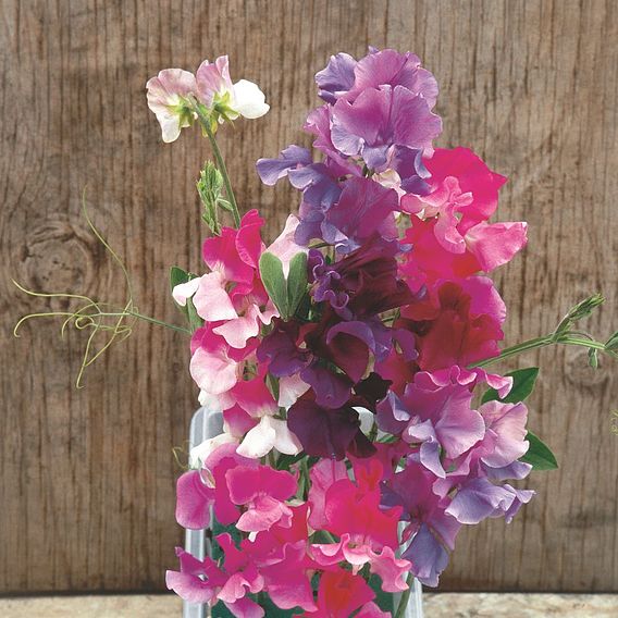 Sweet Pea 'Melody Mix' - Seeds