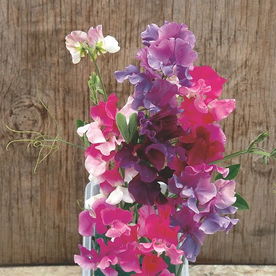 Sweet Pea Seeds - Melody Mix