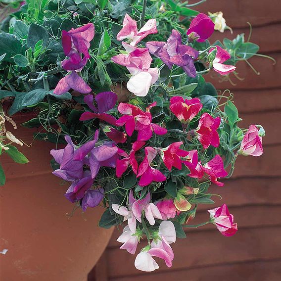 Sweet Pea Seeds - Sweetie Mix