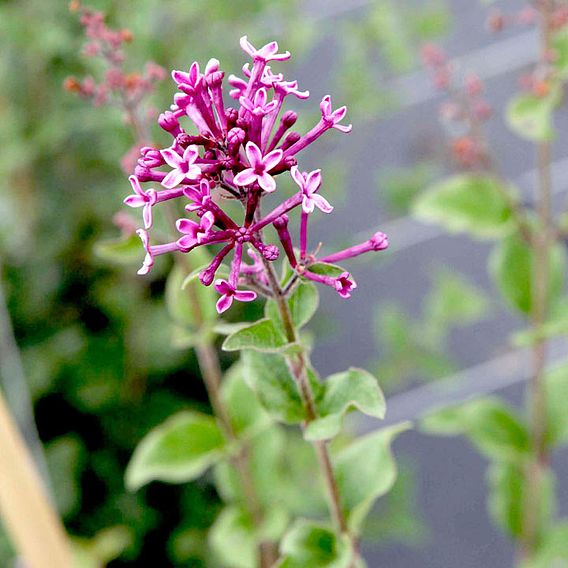 Lilac 'Bloomerang Dark Purple'