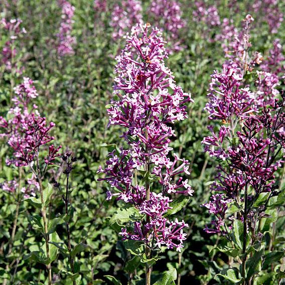 Lilac 'Bloomerang Dark Purple'