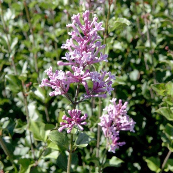 Lilac 'Palibin' (standard)
