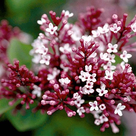 Lilac Dwarf 'Tinkerbelle'