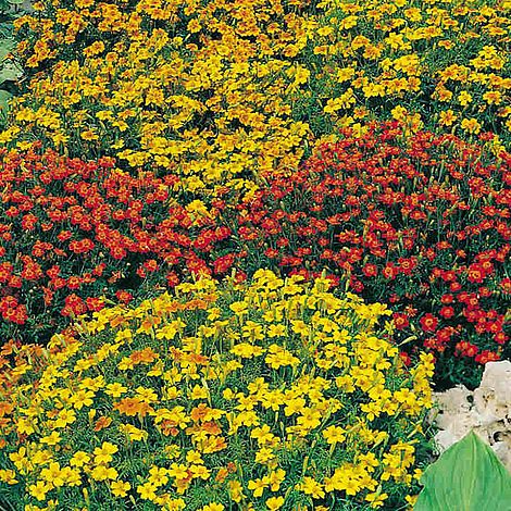 Tagetes tenuifolia 'Starfire Mix' - Seeds