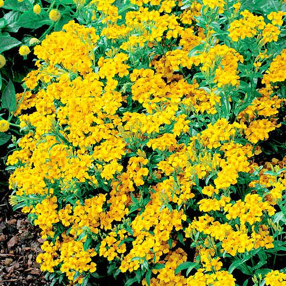 Tagetes tenuifolia pumila 'Lucida' - Seeds