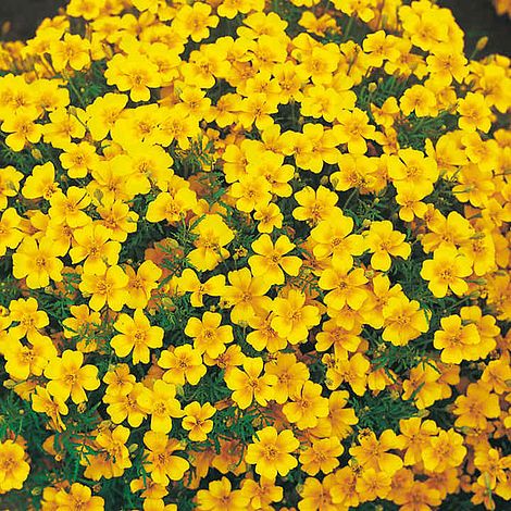 Tagetes tenuifolia pumila Seeds - Golden Gem