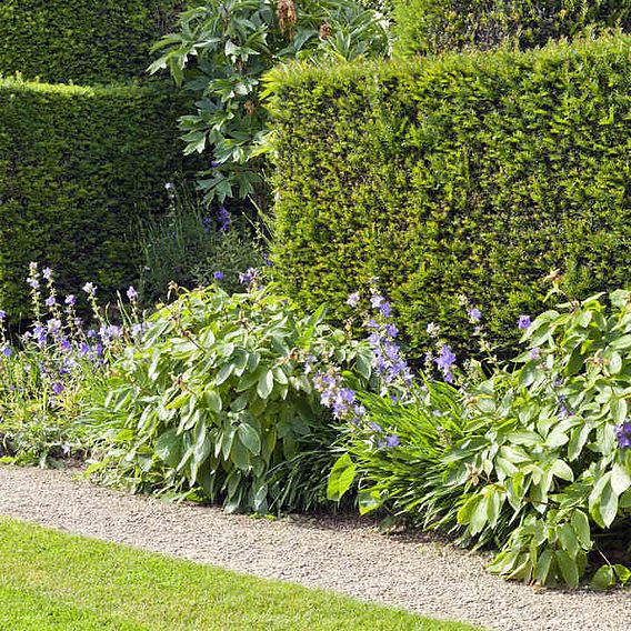 English Yew (Hedging)