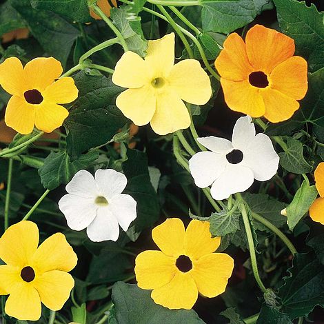 Black-Eyed Susie - Seeds