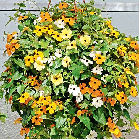 Black-Eyed Susie - Seeds
