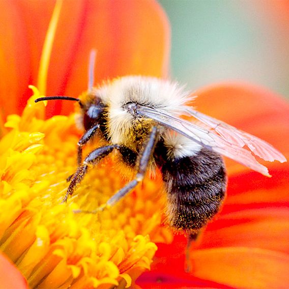 Tithonia 'Orange (Mexican Sunflower)' - Seeds