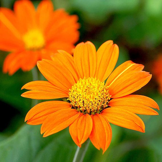 Tithonia 'Orange' (Mexican Sunflower) - Pollinator Seeds
