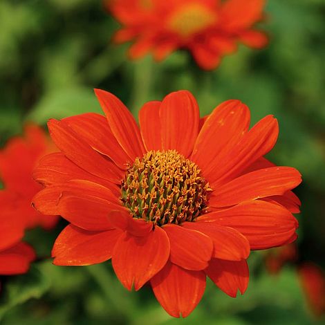 Tithonia Seeds - Red Torch