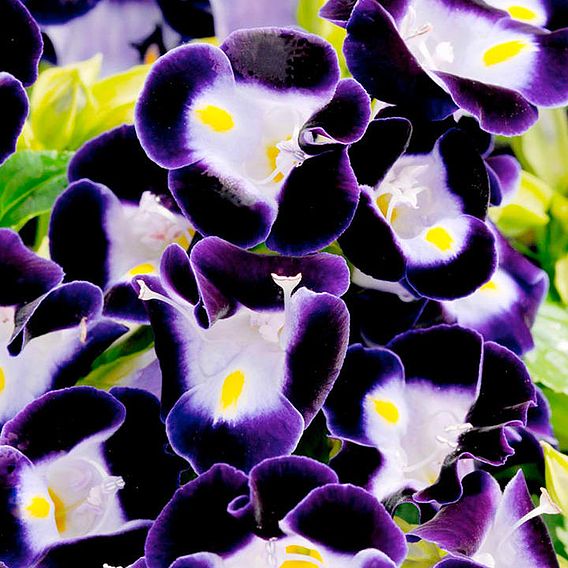 Torenia 'Deep Blue' - Seeds
