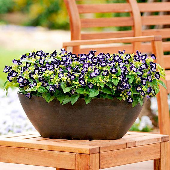 Torenia 'Deep Blue' - Seeds