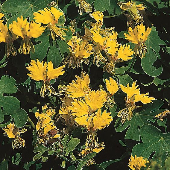 Canary Creeper - Seeds