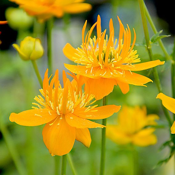 Trollius chinensis 'Golden Queen'