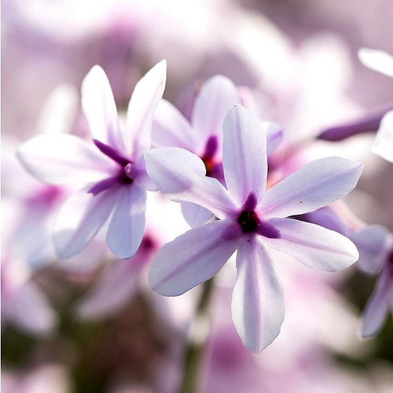 Thulbaghia 'Purple Eye'