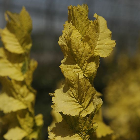 Ulmus x hollandica 'Wredei'