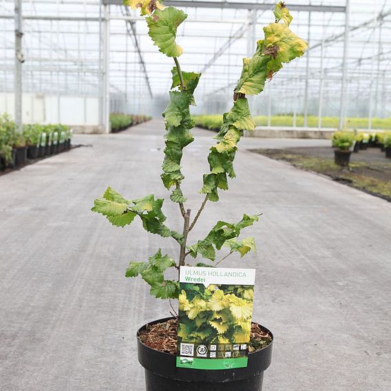 Ulmus x hollandica 'Wredei'