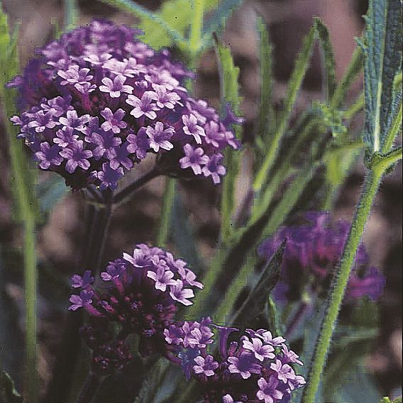 Verbena bonariensis Seeds - Purple Elegance