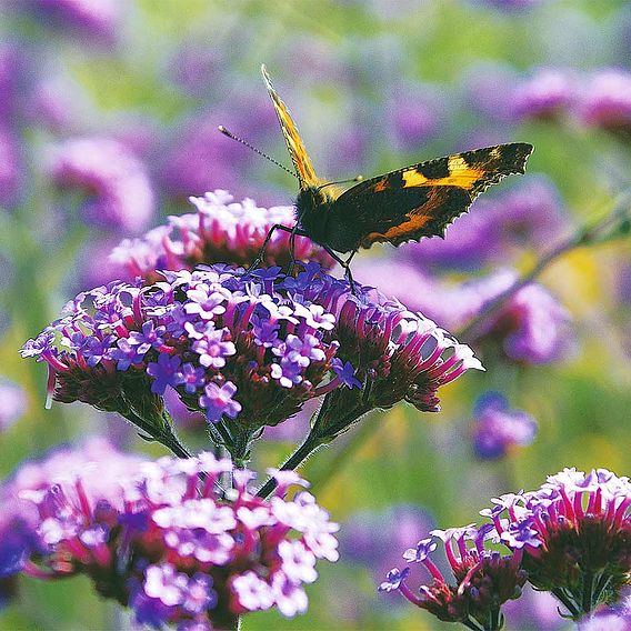 Verbena bonariensis