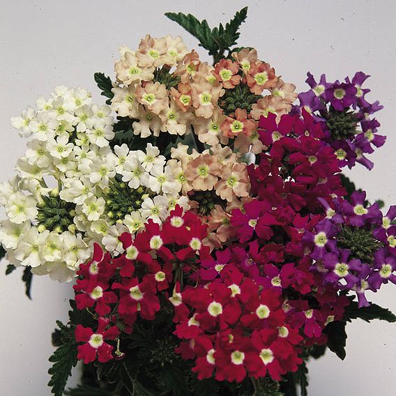 Verbena 'Candycane Mix' - Seeds