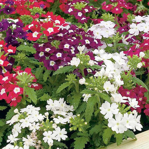 Summer Bumper Garden Collection