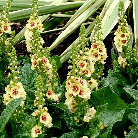 Verbascum 'Dark Eyes'