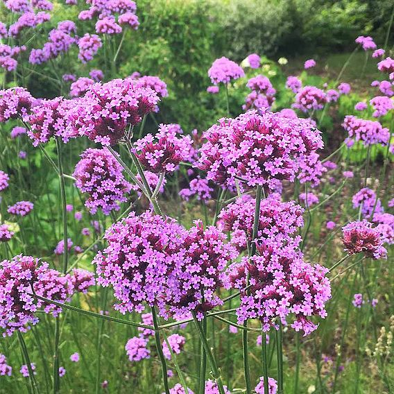 Verbena bonariensis