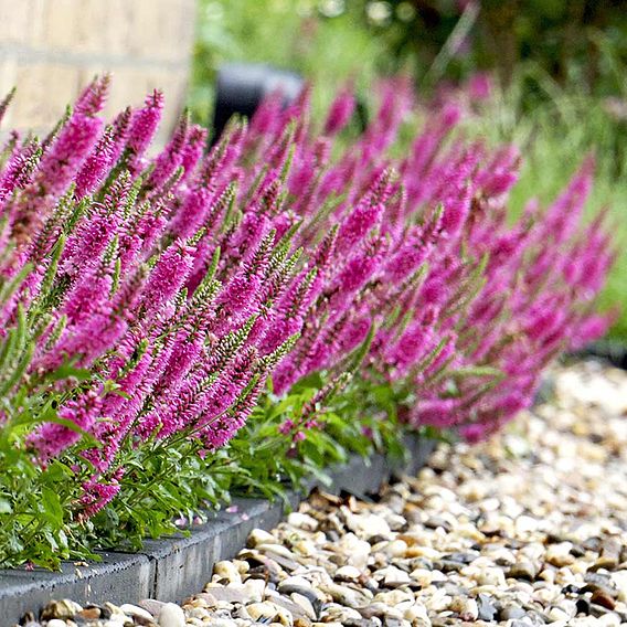 Veronica spicata 'Bubblegum Candles'