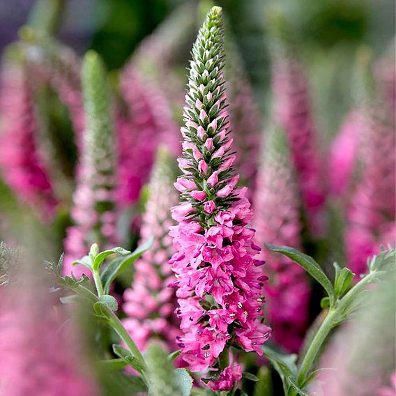 Veronica spicata 'Bubblegum Candles'